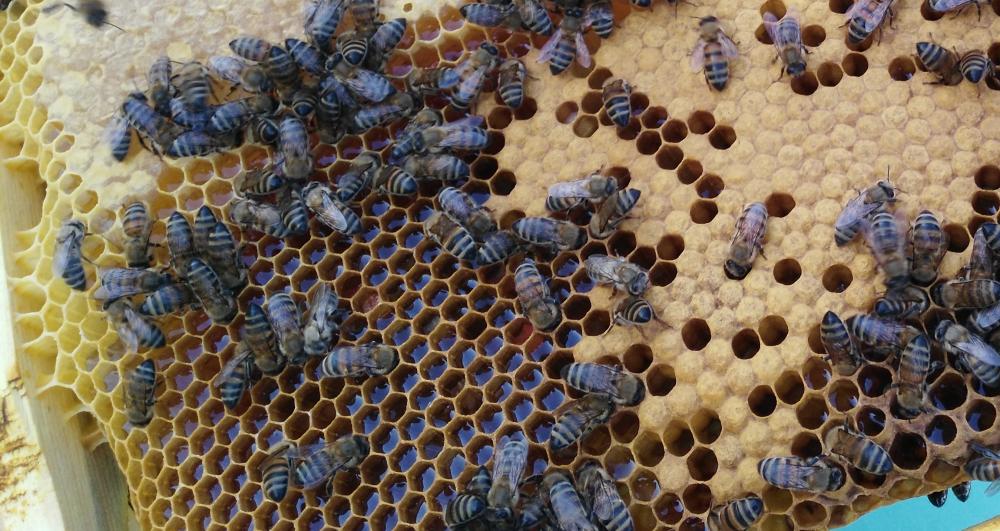 Polen Propolis Arı Sütü