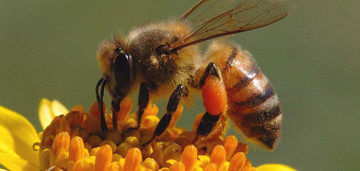 Arı Nasıl Bal Yapar ?